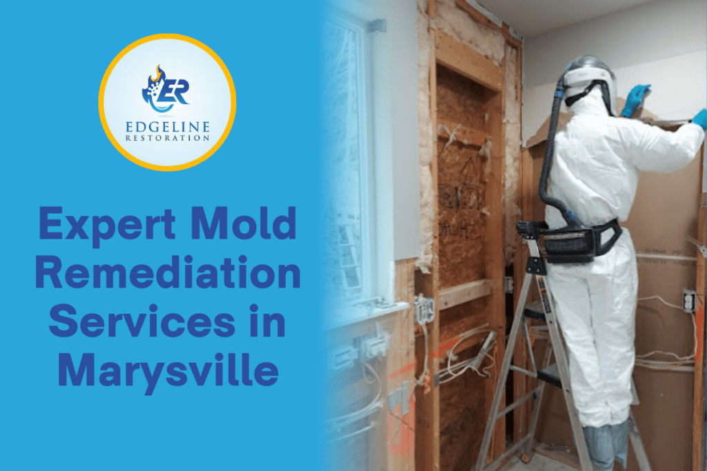 Expert Mold Remediation Services in Marysville