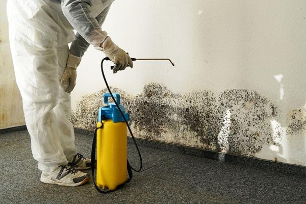 mold removal